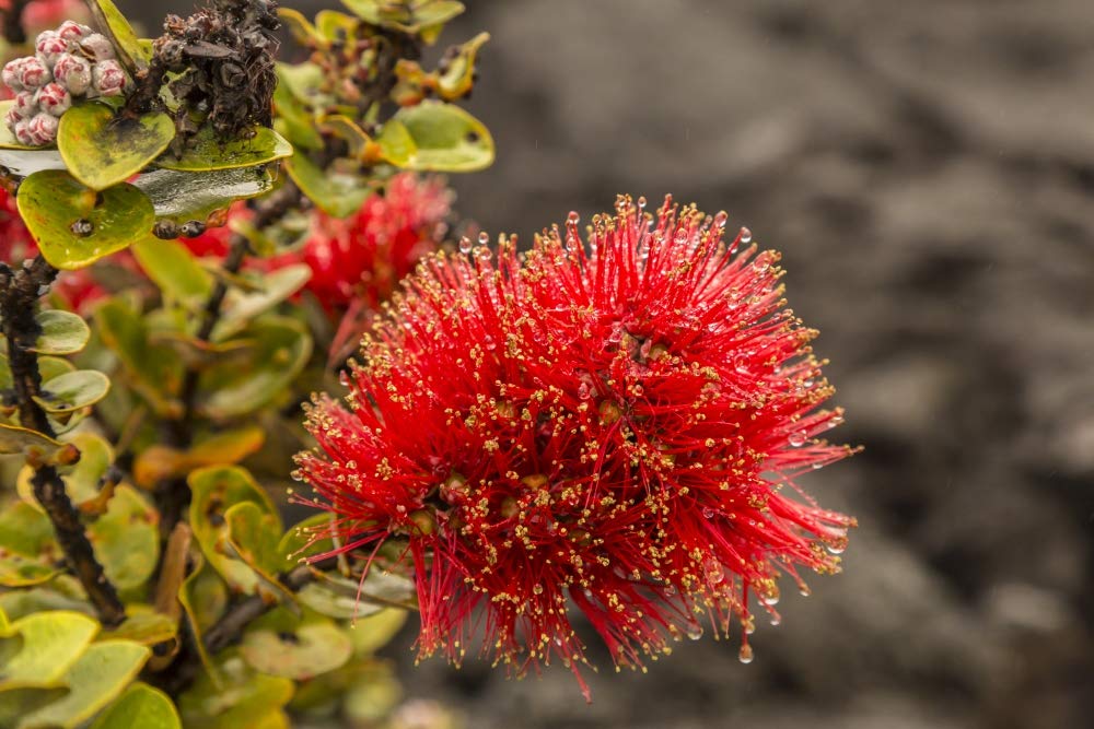 USA, Hawaii, Hawaii Volcanoes National Park. Ohia blossoms in the rain. Poster Print by Jaynes Gallery (24 x 36)