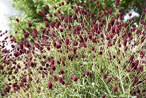 Health Embassy Burnet Herb | Sanguisorba officinalis L | 100% Natural Herbal Tea (100g) - Image 7