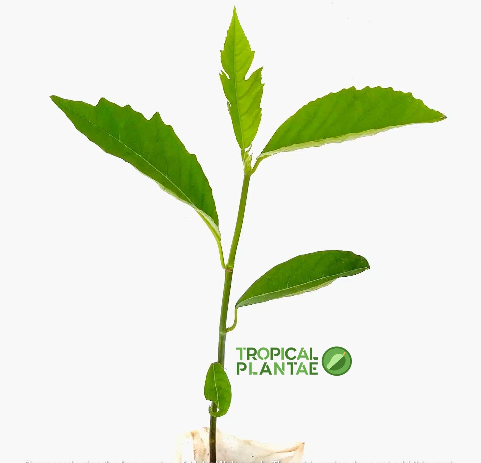 Amazon.com : Breadfruit Tree (Artocarpus camansi)  Live Tropical Fruit  Tree  USDA Certified : Patio, Lawn & Garden