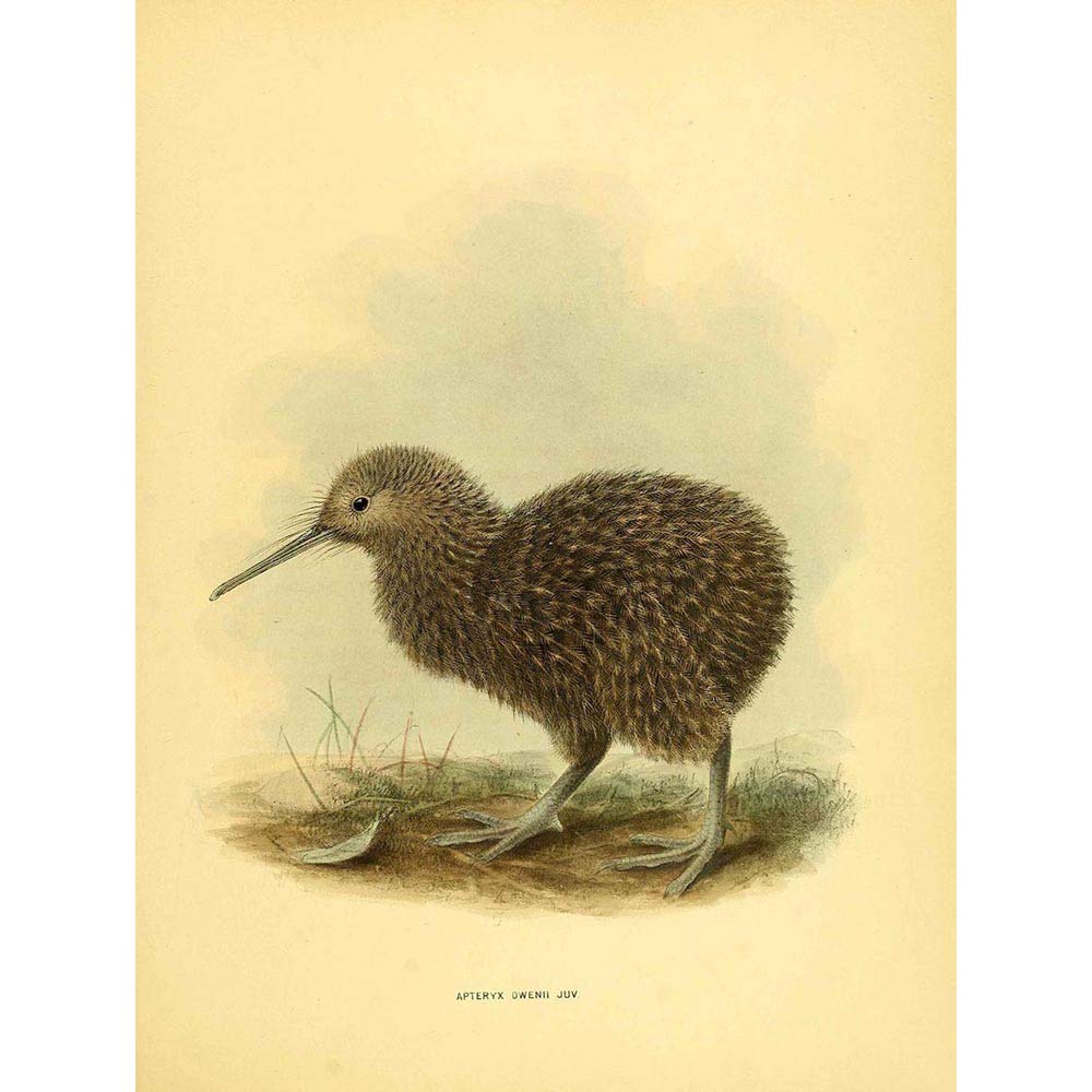 Wee Blue Coo Drawing Bird Rowley Keulemans Little Spot Kiwi Chick Art Print Poster Wall Decor 12X16 Inch