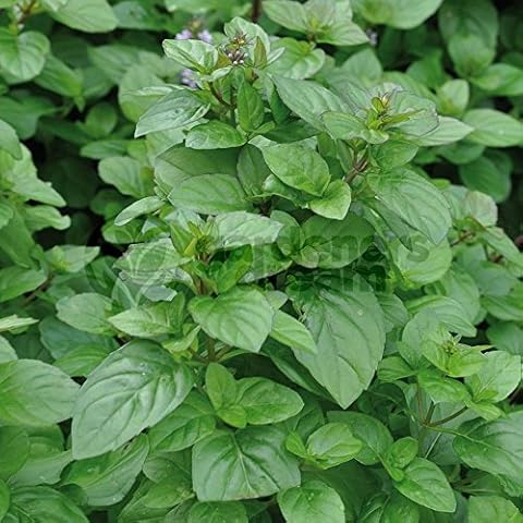 Mint Orange Herb Plant for Cooking Cover
