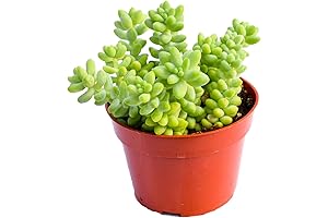 Full-Rooted Live Donkey Tail Succulent Plant – Thriving 4-Inch Sedum Morganianum