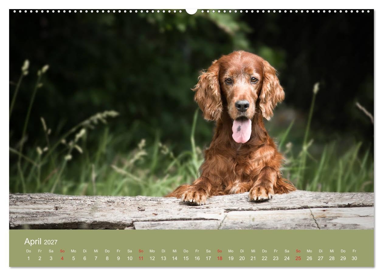 CALVENDO - Setter - Geliebter Freund und Jagdkamerad (hochwertiger Premium Wandkalender 2027 DIN A2 quer), Kunstdruck in Hochglanz: Der Setter - treuer Freund der Familie und verlässlicher Partner auf