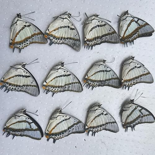 Butterfly Specimen Real Butterfly Without Wings Triangular Paper Package, Assorted Varieties, Natural Collectible Specimen for Display and Research (Big 2 End)