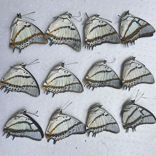 Butterfly Specimen Real Butterfly Without Wings Triangular Paper Package, Assorted Varieties, Natural Collectible Specimen for Display and Research (Big 2 End)