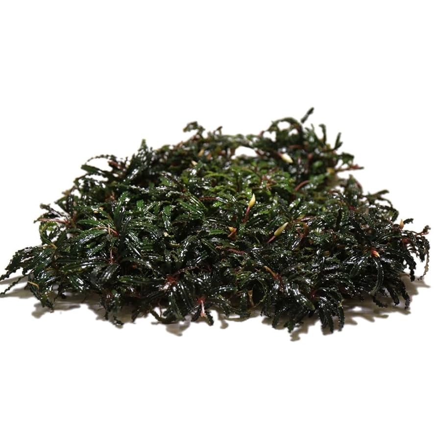 Amazon.com: SubstrateSource Live Plants – Bucephalandra