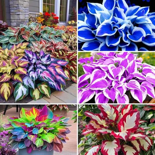 300PCS Hosta Seeds – Shade-Loving Perennial Foliage Plant – Ideal for Shady Gardens, Borders & Ground Cover Landscaping