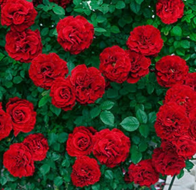 Balbasaur Gardens Rare Exotic Red Climber Rose Flower Live Plant (1 Healthy Plants)