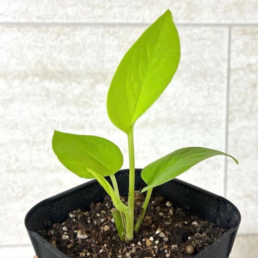 Amazon｜観葉植物 ポトス ライム 抜き苗｜観葉植物 オンライン通販