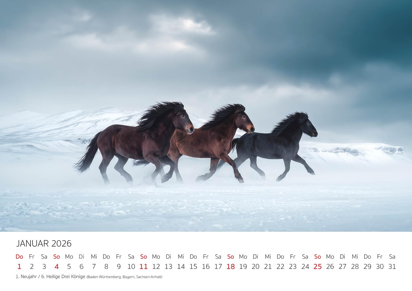 Edition Seidel Premium Kalender Wild und frei Islandpferde 2026 Format DIN A3 Wandkalender Pferdekalender Isländer Island Tiere Pony Stute Hengst Fohlen