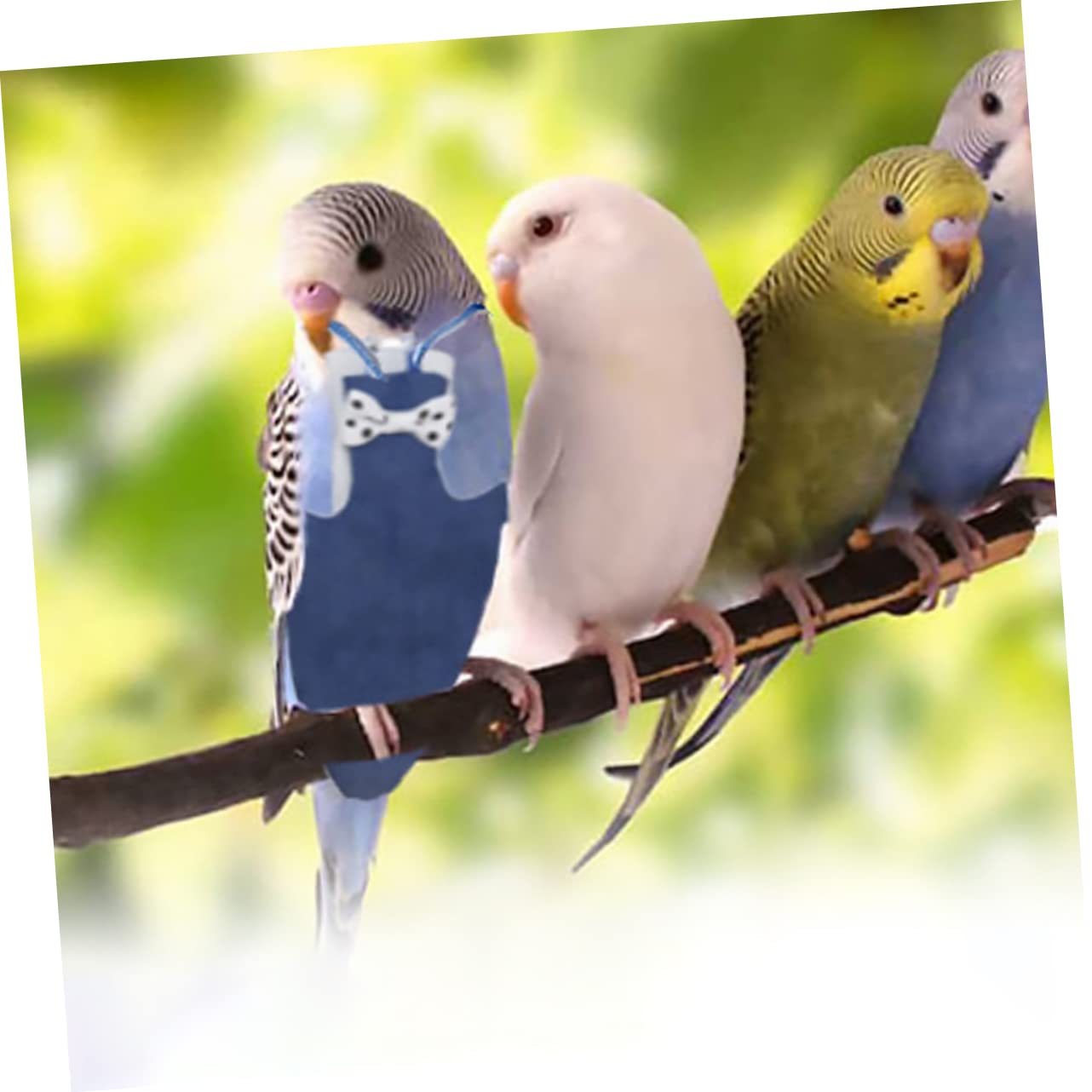 Amazon.co.jp: Beavorty 鳥のおむつ フライトスーツ セキセイインコの