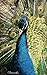 Peacocks: Password Organizer, Password Storage, Internet Address, Logbook, Diary, information, internet safety, Journal, Notebook, Directory, 5x8in ... to store your information (personal safety)