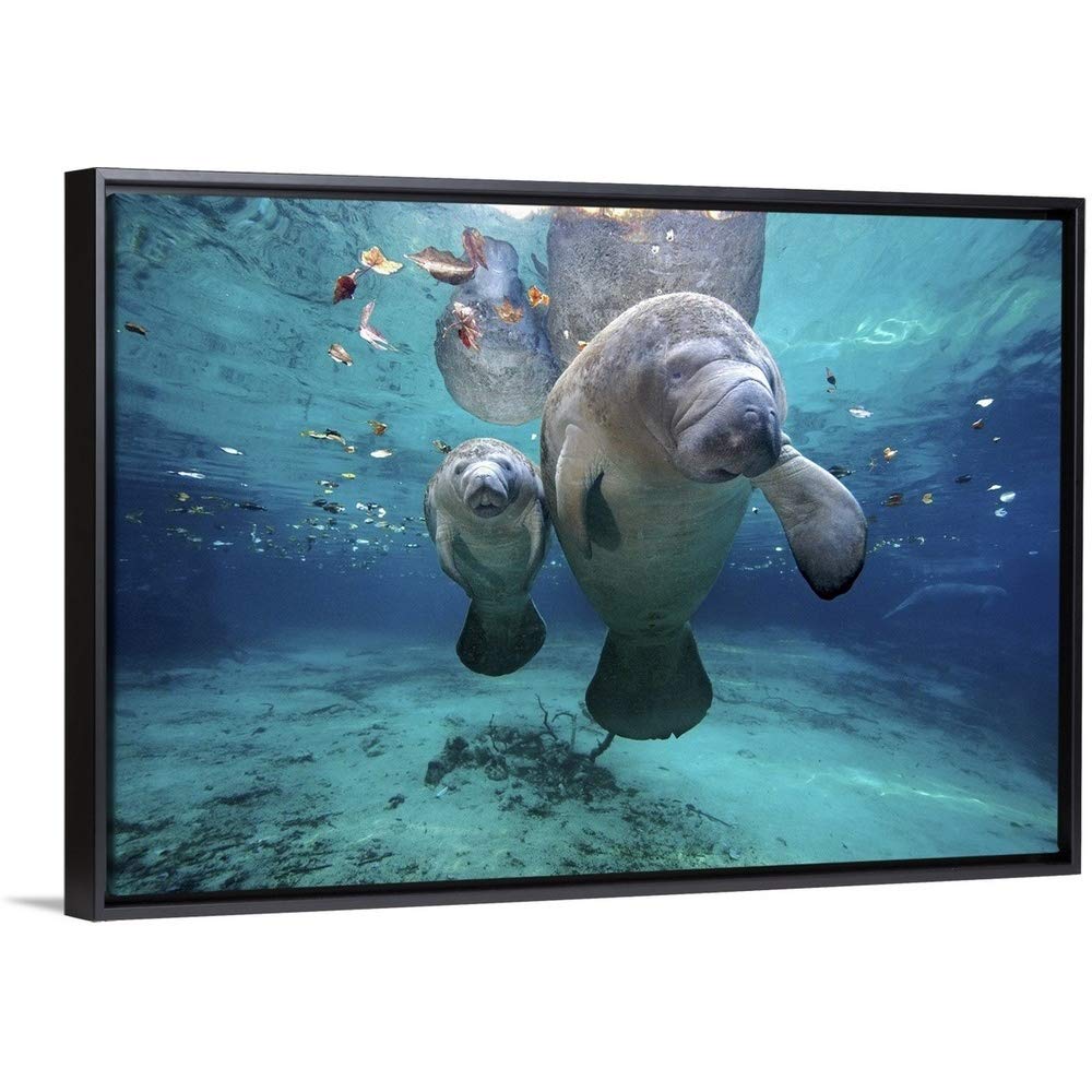 Mom and Baby Manatee at Three Sisters Black Float Frame Canvas Art, Wildlife Artwork