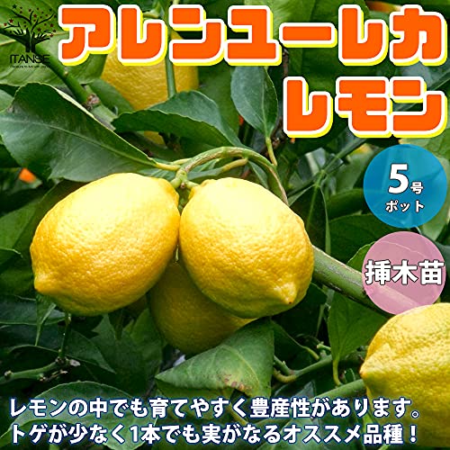 Amazon Co Jp Itanse 柑橘類