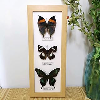 Butterfly Specimen Taxidermy,Three Real Butterflies Photo Frame Crafts,Insect Specimen Gifts for Children,Exquisite Butterflies Insect Specimen