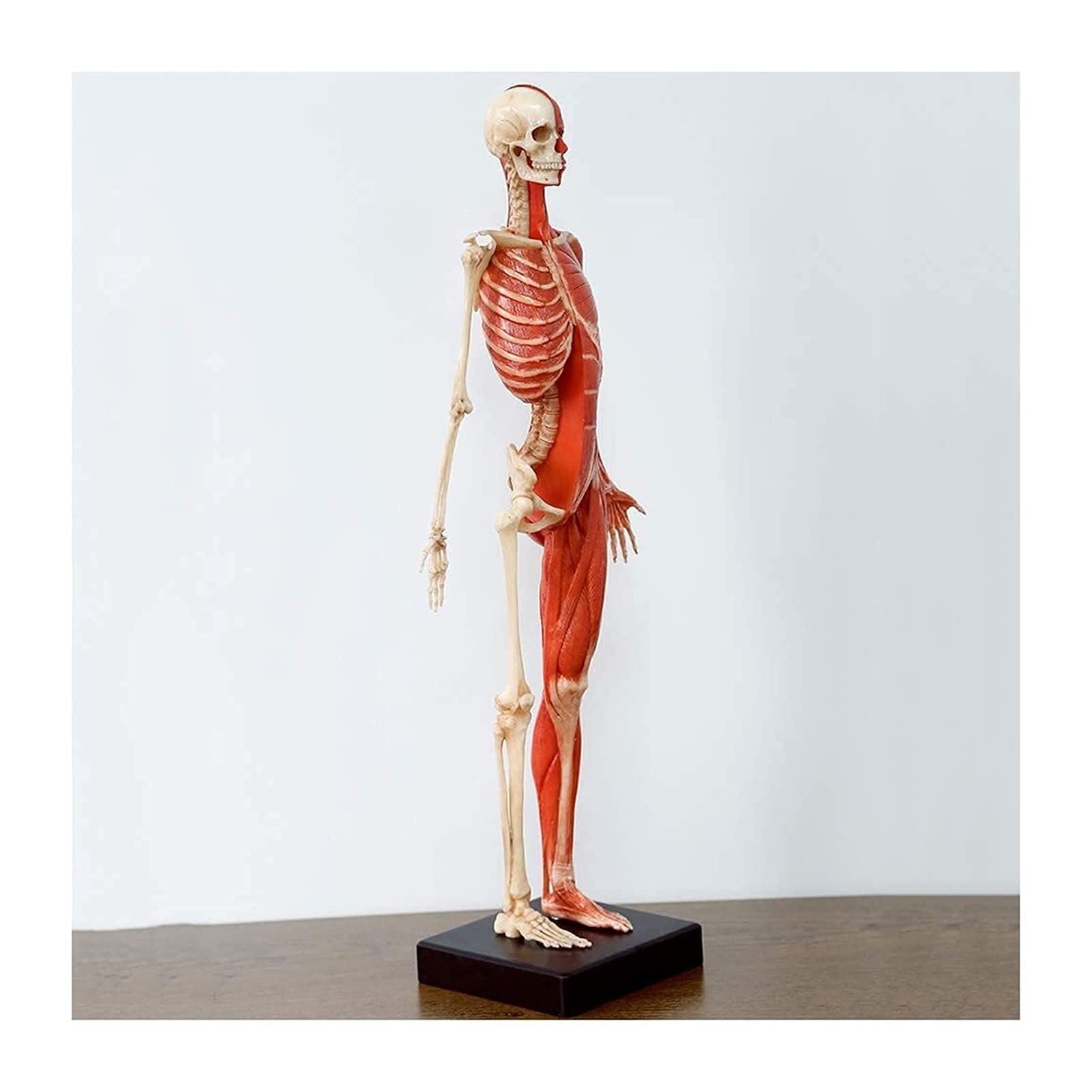 GTHTUHFD Body Model Female Anatomy Figure Model Human Skeleton Painting Model Medical Human Muscle Bone Model Skeleton Model