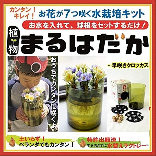 Amazon 植物まるはだか 早咲きクロッカス 球根 水栽培 セット 水耕栽培 キット 土いらず お水を入れて 球根セットするだけ じっくり観察 水替え簡単 球根 Amazon 植物まるはだか 早咲きクロッカス 球根 水栽培 セット 水耕栽培 キット 土いらず お水を入れて 球根セットするだけ じっくり観察 水替え簡単 球根