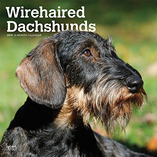 Wirehaired Dachshunds 2019 Calendar Wirehaired Dachshunds 2019 Calendar