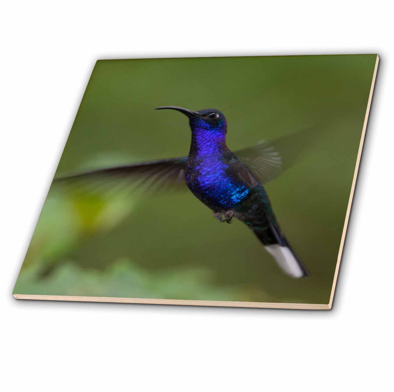 3dRose ct_205715_1 Violet Sabrewing Hummingbird - Central America. - Ceramic Tile, 4