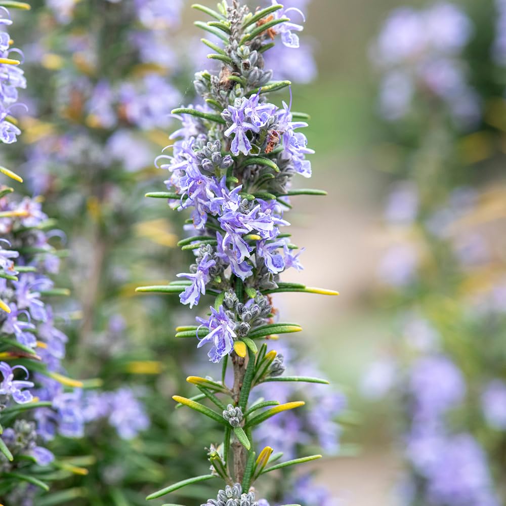 YouGarden - Rosemary ‘Miss Jessopp’s Upright’ Set of Three Established Plants in 9cm Pots