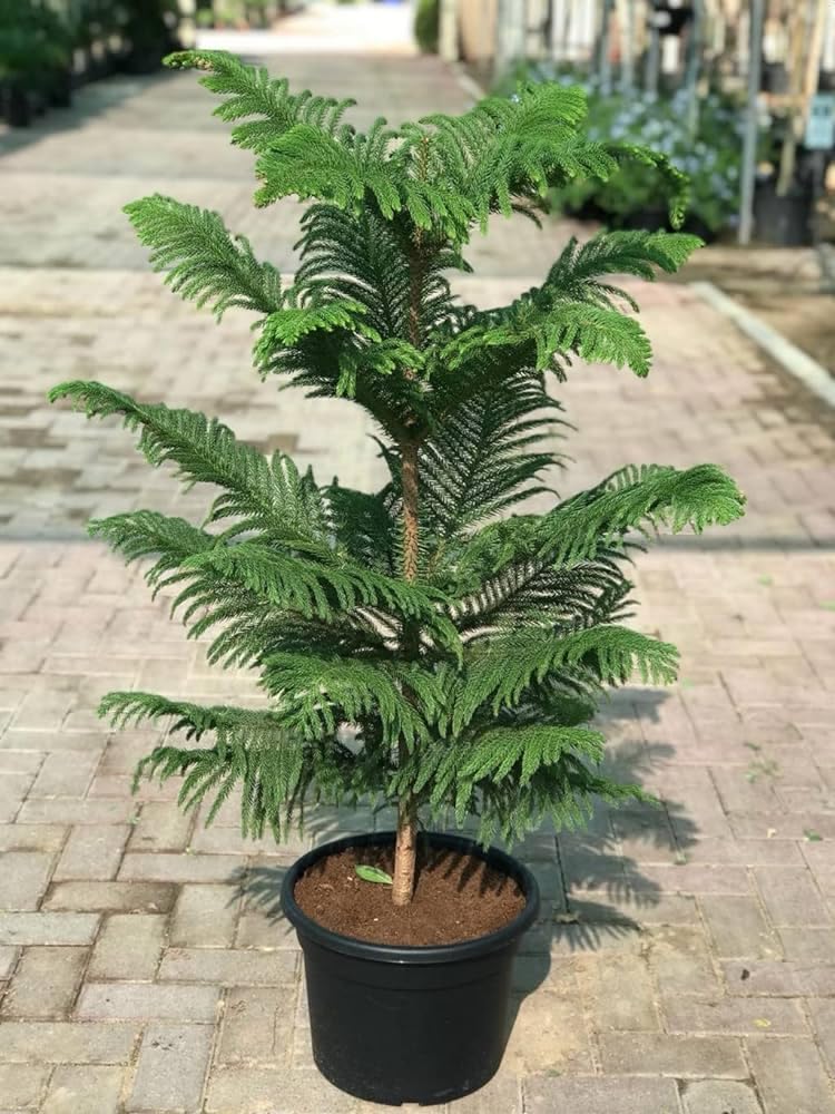 See full amazon price history chart for INGLIS PLANTOPIA Live Chirstmas tree plant Healthy plant with plastic pot (Chirstmas tree (Cook pine)) INGLIS PLANTOPIA Live Chirstmas tree plant Healthy plant with plastic pot (Chirstmas tree (Cook pine)) (B0CLVCNPWN) Amazon Price History, Amazon Price Tracker