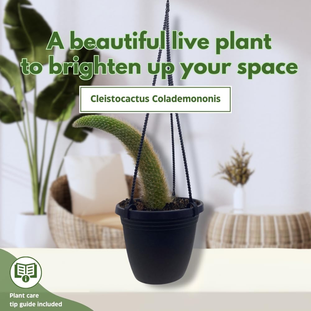 BubbleBlooms Monkey Tail Cactus in a 4 inch Hanging Basket