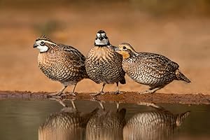 CZ Grain Hatching Quail Eggs: A Vital Investment in Your Poultry Venture