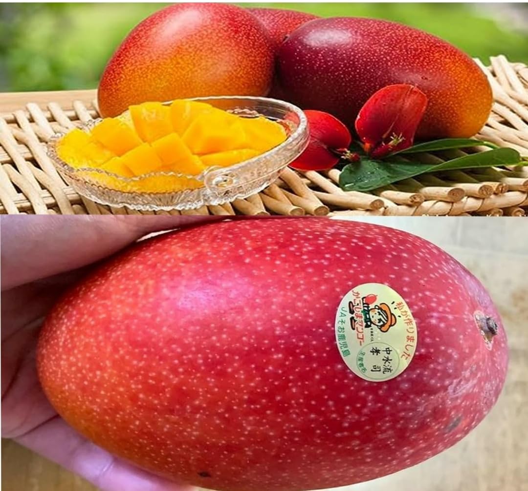 See full amazon price history chart for Original Miyazaki Mango Plant (Pack of One Plant) Height - 2-2.5 Ft) Miyazaki Mango Plant Original Rare Grafted Live Fruit Plant Type-Taiyo No Tamago Eggs Of Sun Original Miyazaki Mango Plant (Pack of One Plant) Height - 2-2.5 Ft) Miyazaki Mango Plant Original Rare Grafted Live Fruit Plant Type-Taiyo No Tamago Eggs Of Sun (B0CJFHQW5Z) Amazon Price History, Amazon Price Tracker