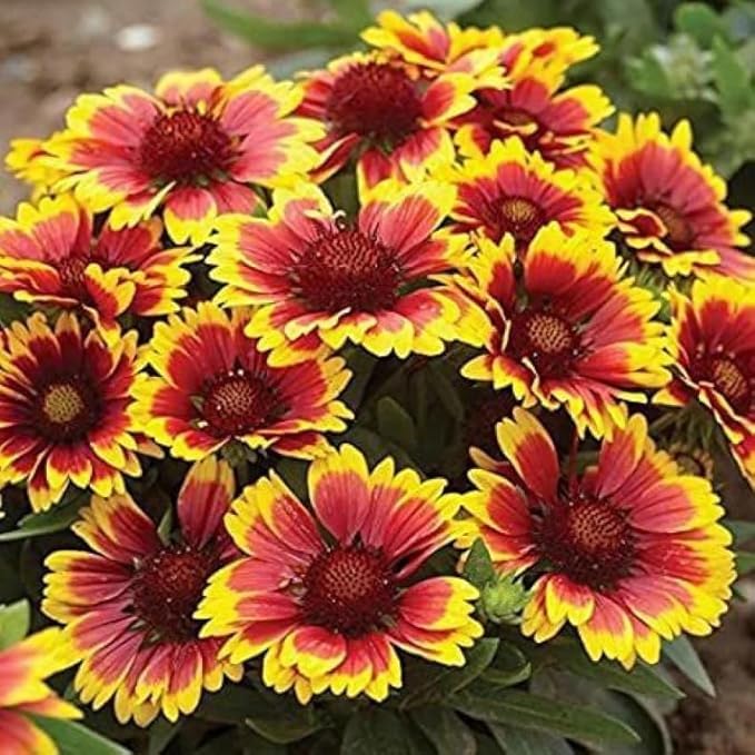 Image of Gladia Flower Seeds - Easy-to-Grow Gladiolus Bulbs for Vibrant Garden Blooms, Perfect for Flower Beds, Borders, and Bouquets (Pack Of 50+ Seed)