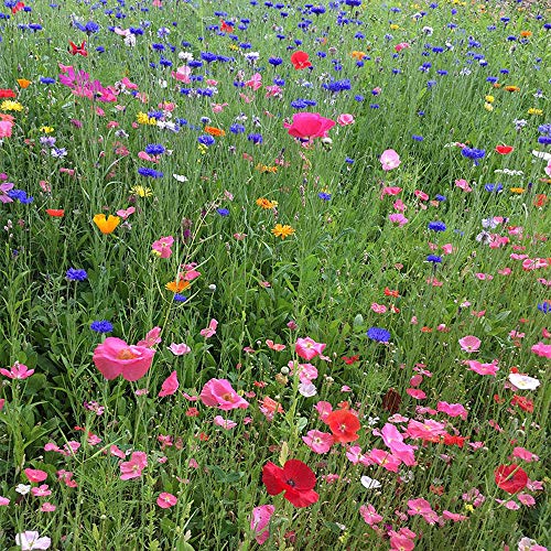 Utopiaseeds Spring And Summer Wildflower Seed Mix - Easy To Grow - Quick Blooming #TOP3