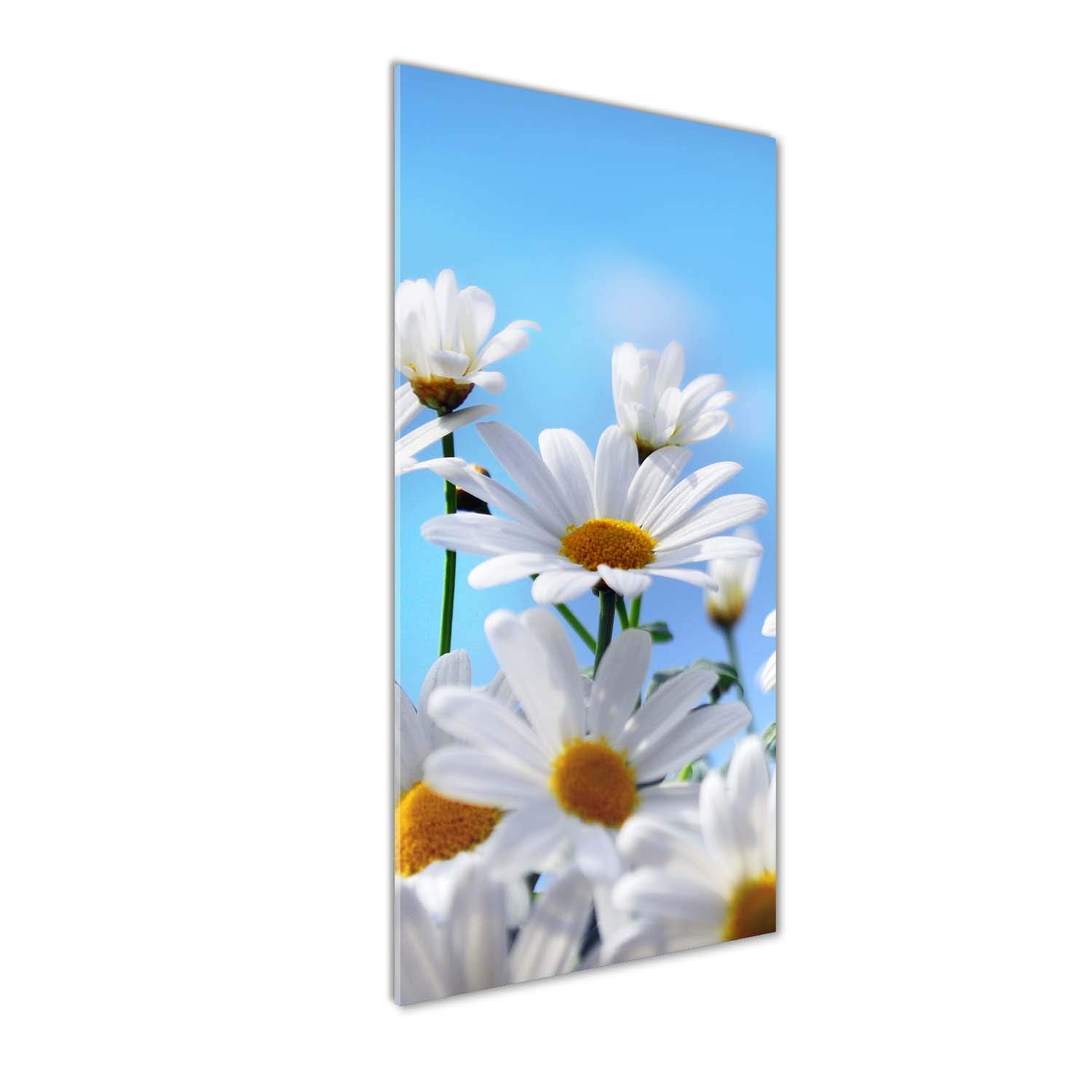 Tableau pour la mur en verre acrylique incassable 50x125 cm - Marguerites bleues
