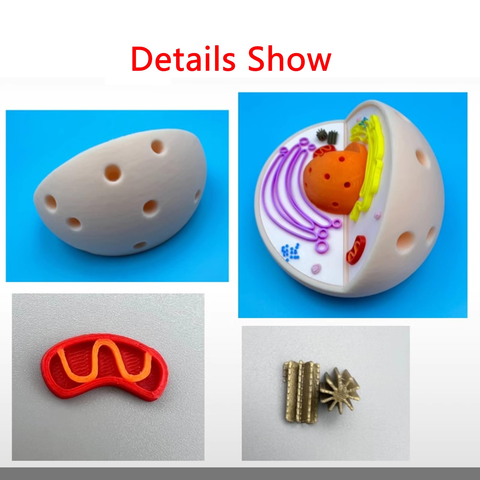 Modello di Anatomia della cellula Animale - Modello di cellula Animale 3D - Modello didattico di biologia per scopi di Laboratorio e di Ricerca