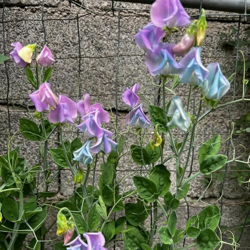 Semi di pisello dolce, regali per giardinieri Lathyrus odoratus - rampicanti resistenti decorazione soggiorno 300pcs