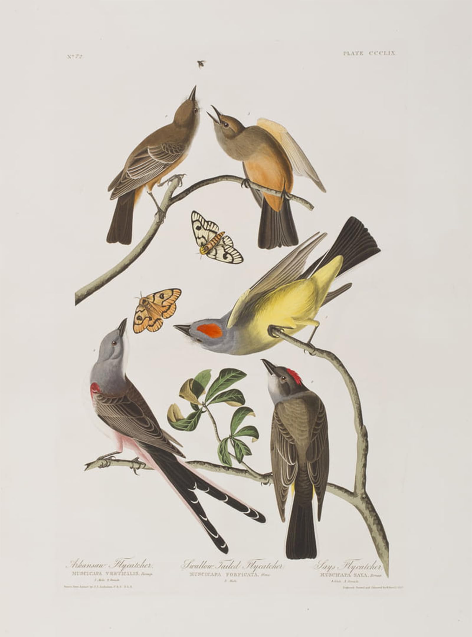 ARTXLXXBN Famous Painting Art Wall Decor Abstract Art Picture Illustration From birds of America by John Jamess Audubon Animal Pictures for Home Decor 60x90cm