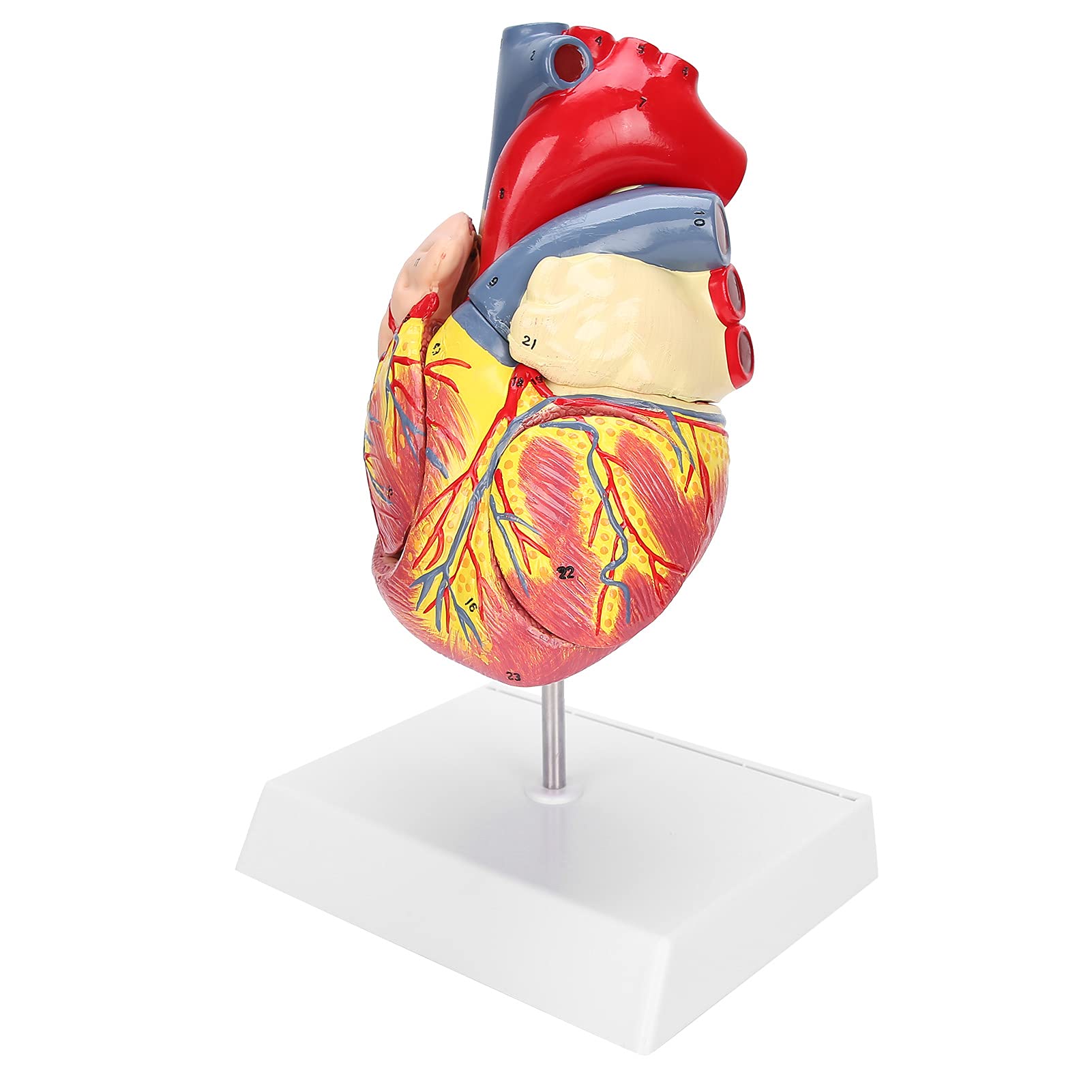 Yinhing 2X Dimensioni Reali Modello Cuore Umano Struttura Anatomica