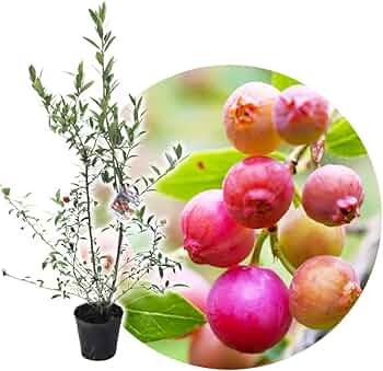 16 チャンドラー×ブルーレイ×ピンクレモネード　ブルーベリー7号3本セット 61l4c-aOWCL._AC_UF350,