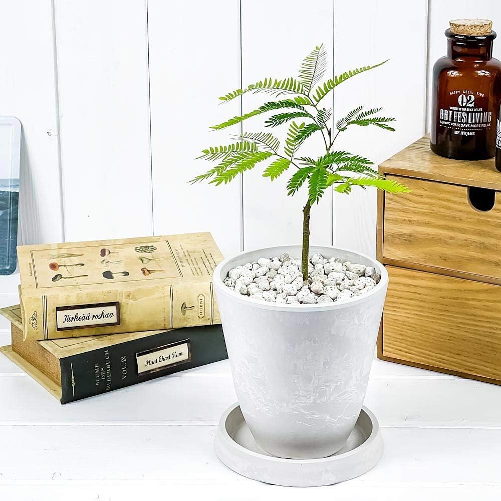 Amazon Co Jp 観葉植物 エバーフレッシュ 4号樹脂鉢 ホワイト 受け皿付き 育て方説明書付き Cojoba Arborea Var Angustifolia ネムノキ Diy 工具 ガーデン Amazon Co Jp 観葉植物 エバーフレッシュ 4号樹脂鉢 ホワイト 受け皿付き 育て方説明書付き Cojoba Arborea Var Angustifolia ネムノキ Diy 工具 ガーデン