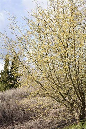 Cornus mas 60–80 cm – Winterhart, Mehrjährig, Pflegeleicht – Kornelkirsche – Heckenpflanze für Garten & Sichtschutz