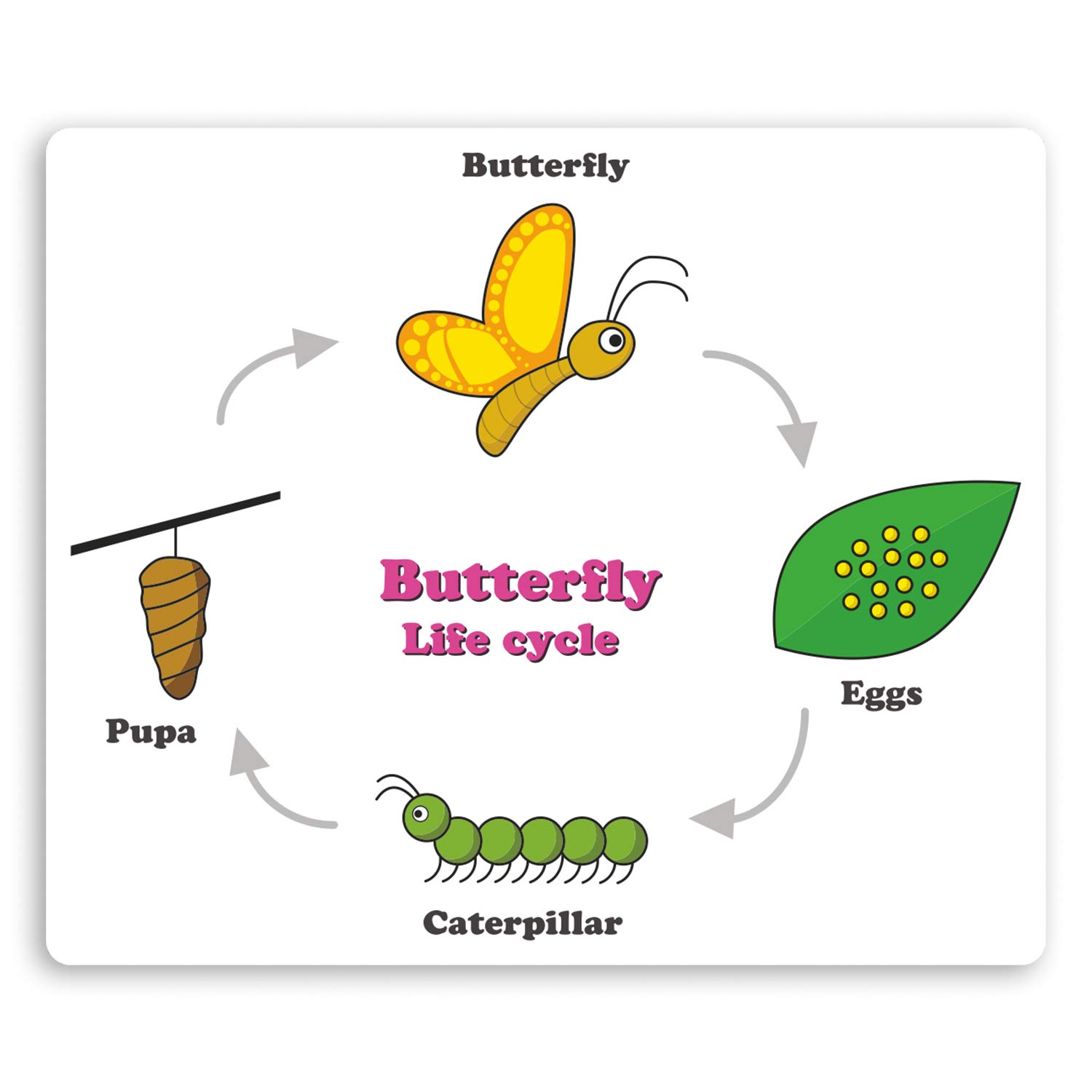 Destination Multi 2 X 10Cm Butterfly Life Cycle Vinyl Stickers - Biology Science Sticker #29772