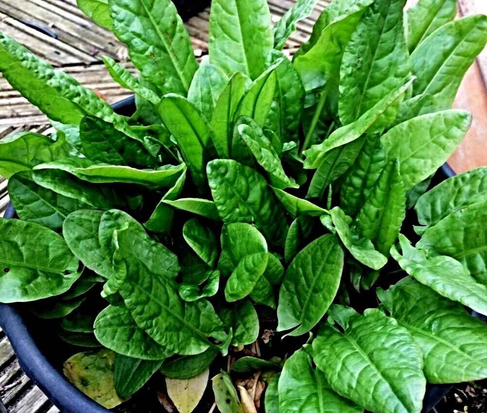 großer Sauerampfer Samen, Rumex acetosa, winterhartes Wildkraut, sehr lecker (50.000 Samen)