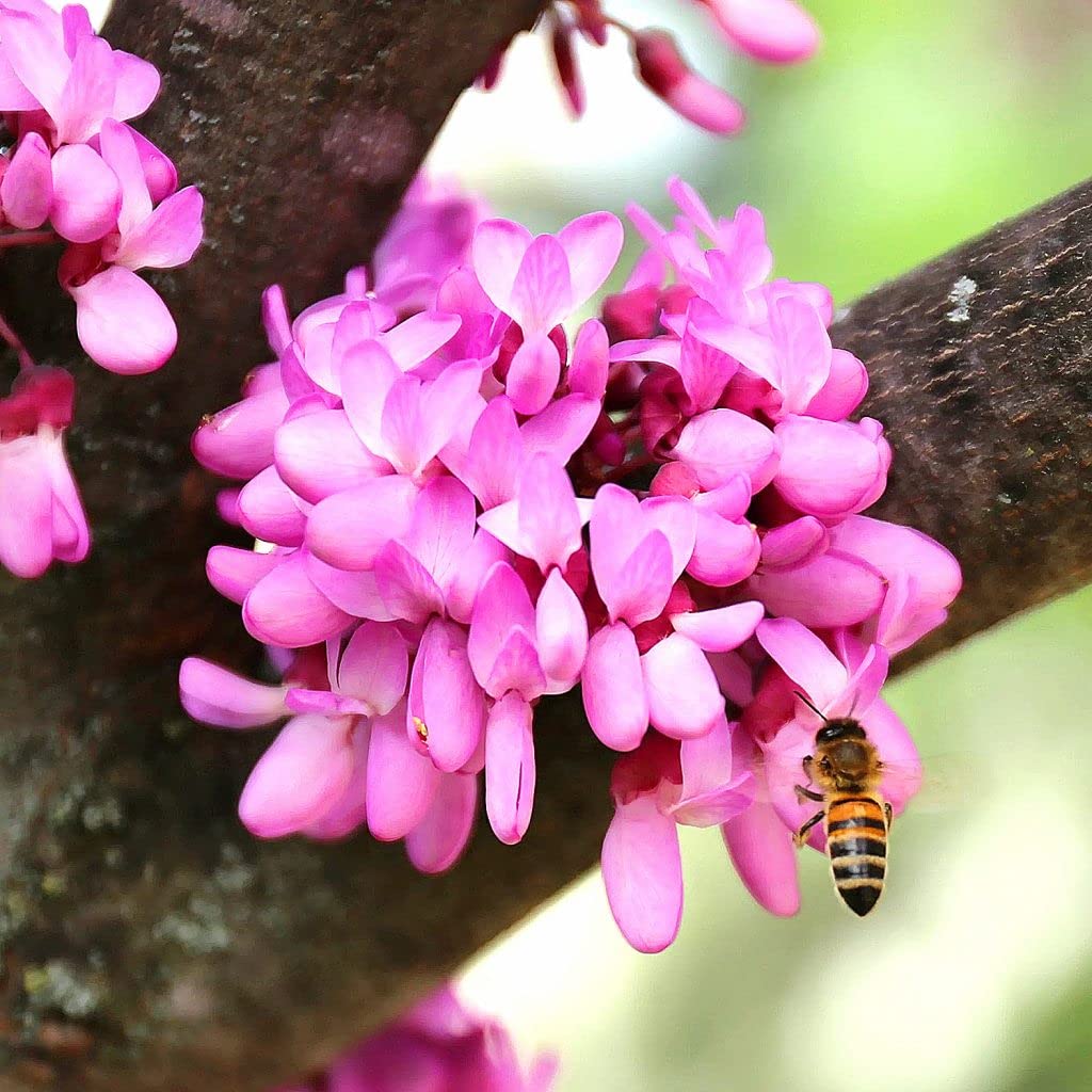 Cercis Siliquastrum Arbre de Judée 30 graines
