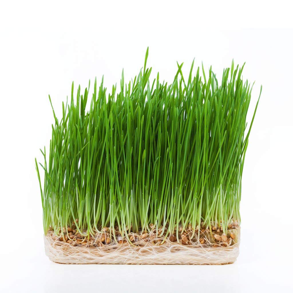 Certified Wheatgrass Seeds 1LB