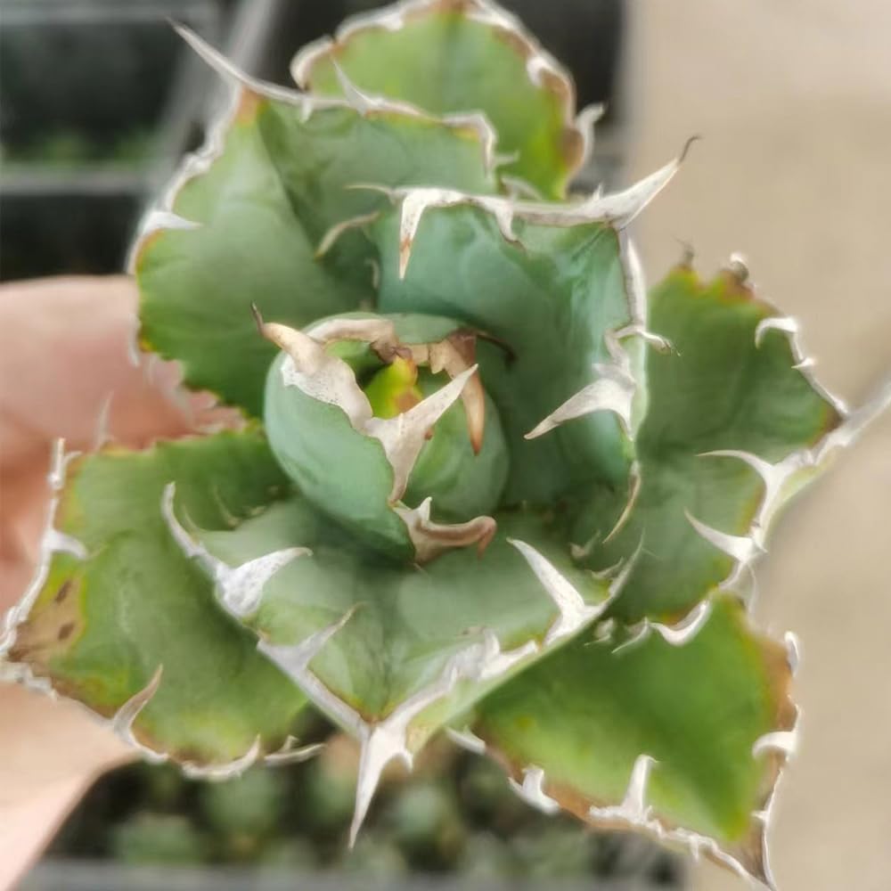 Amazon.co.jp: kokkaen: 多肉植物・サボテン