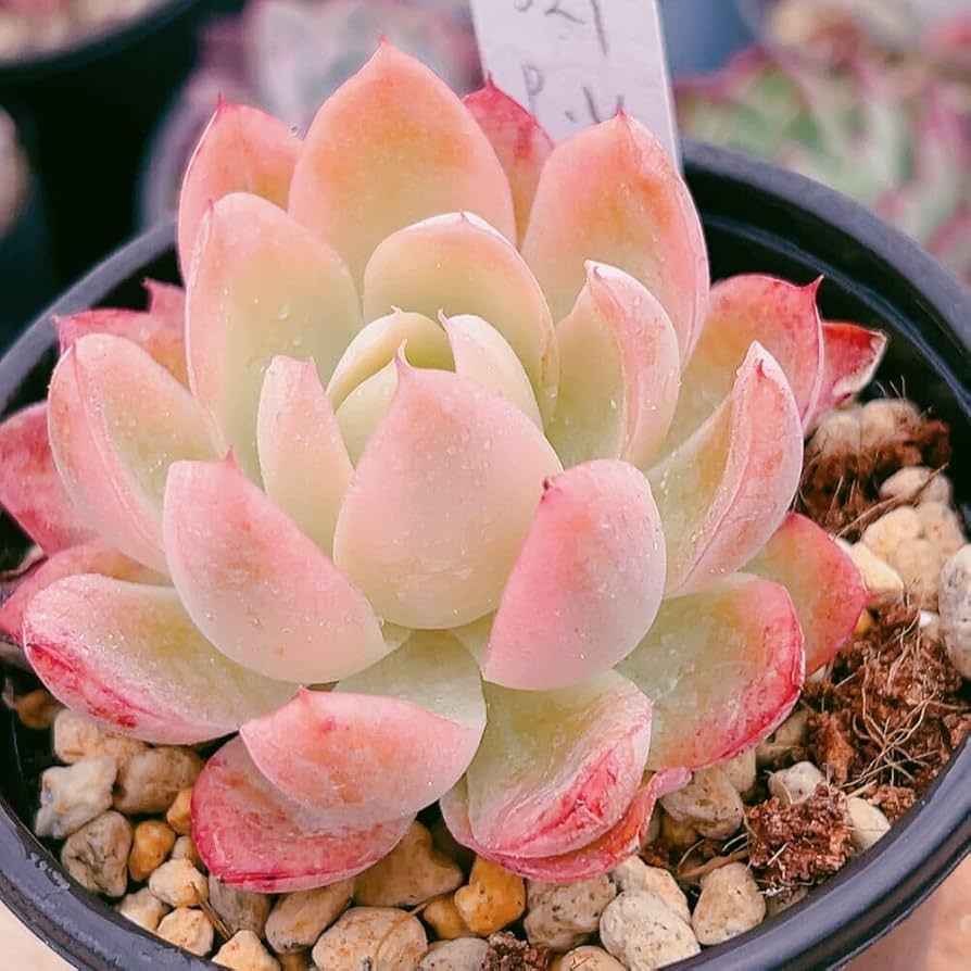 多肉植物　韓国苗　マジック All products – tagged 