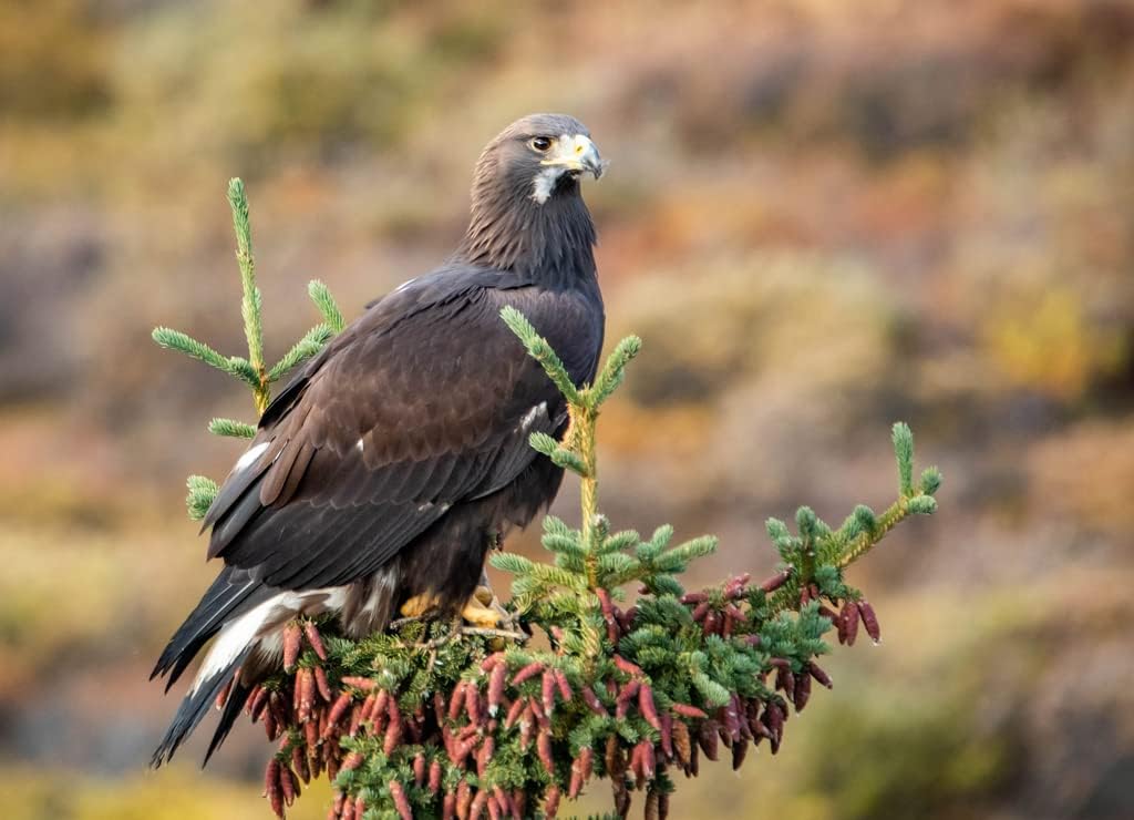 Noah Jigsaw Puzzle Close up Golden Eagle Portrait at Denali National Park in Alaska 1000 Pieces