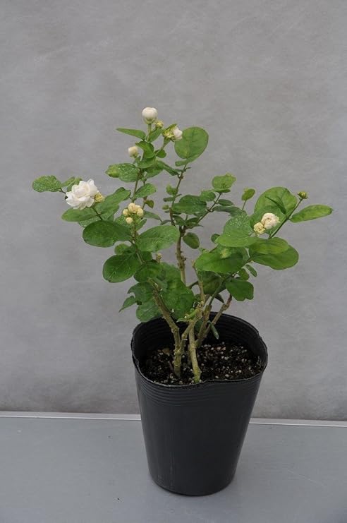 Amazon ジャスミン ヤエマツリカ 八重茉莉花 Jasminum Sambac Grand Duke Of Tuscany 4 5号ポット 苗 花 Amazon ジャスミン ヤエマツリカ 八重茉莉花 Jasminum Sambac Grand Duke Of Tuscany 4 5号ポット 苗 花