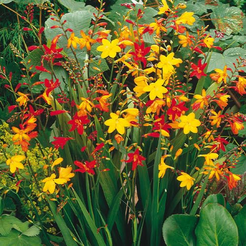 CZ Grain Crocosmia Mixed Color Flower Bulbs