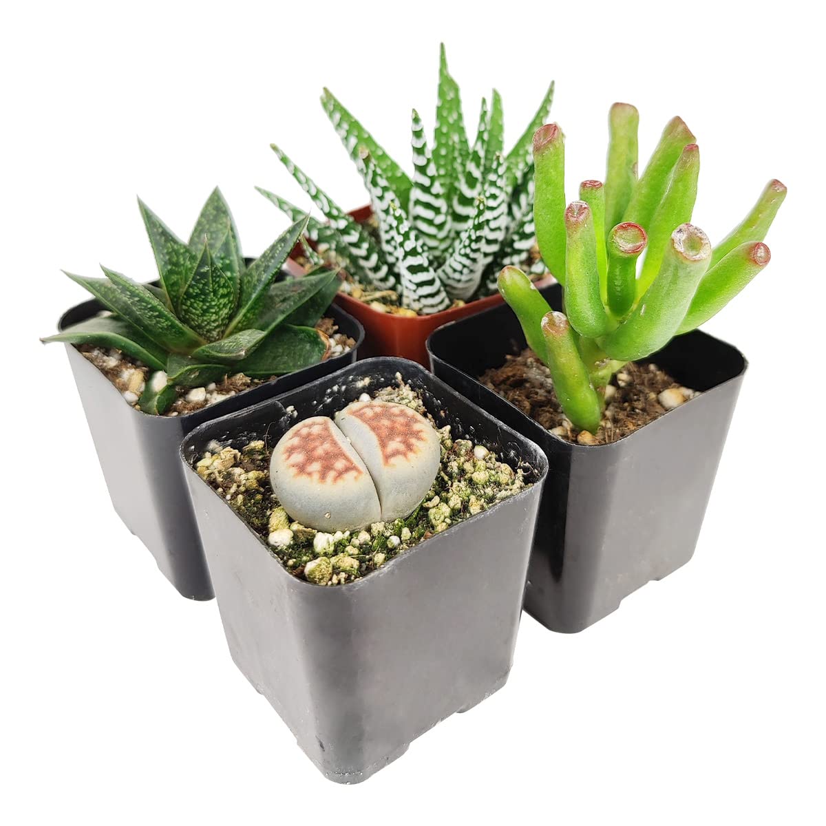 多肉植物全書 All about SUCCULENTS 多肉植物全書 All about SUCCULENTS | パワポン・スパナンタナー