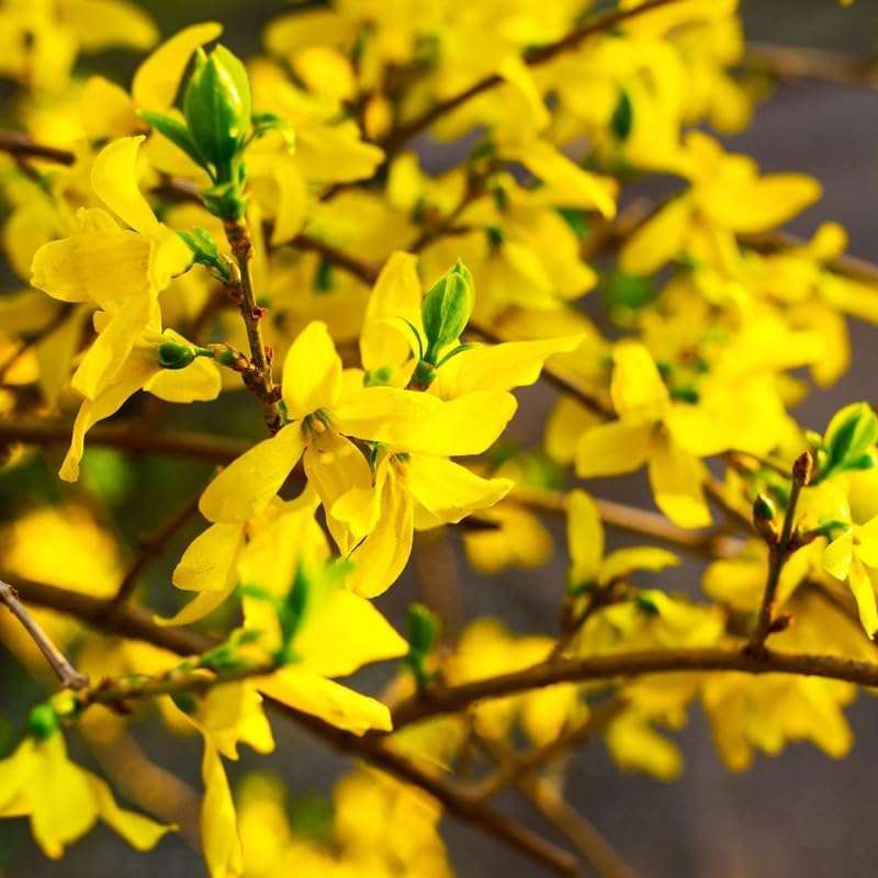 Lynwood Gold Forsythia Bush 6 to 13 Inch Tall, in Pot, Fragrant Forsythia Tree, Yellow Forsythia Plant