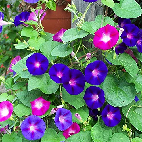 Image of Kraft Seeds Zinnia Mixed Flower Desi Seeds Summer Variety Special (Multicolour) & Ipomeas Flower Seeds & Coriander Panipat Indian Vegetable Desi Seeds Summer Variety